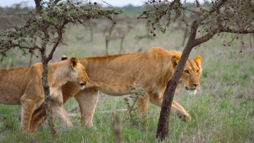 How an invasive ant changed a lion’s dinner menu