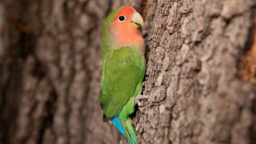 Parrots can move along thin branches using ‘beakiation’