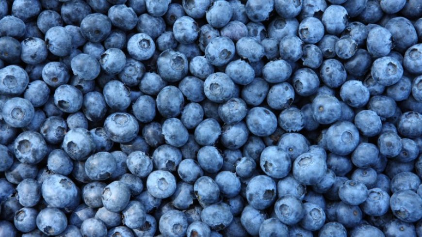 Here’s why blueberries are blue