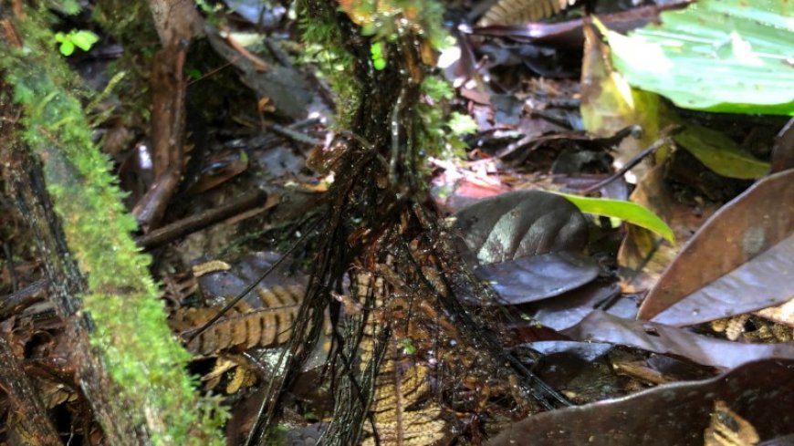 This weird fern is the first known plant that turns its dead leaves into new roots