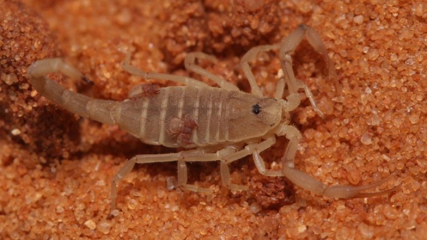 The first known scorpion to live with ants carries mini hitchhikers