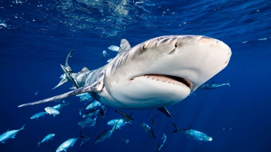 Here’s how many shark bites there were in 2023