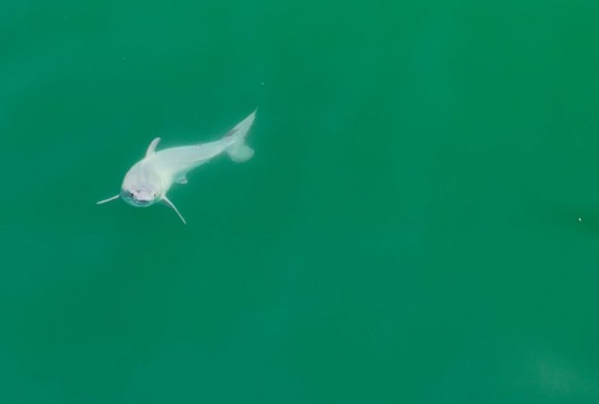 Does this drone image show a newborn white shark? Experts aren’t sure