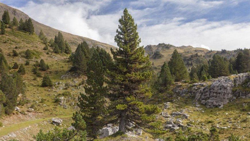 Ancient trees’ gnarled, twisted shapes provide irreplaceable habitats
