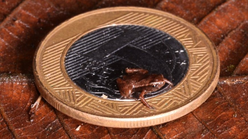 The Brazilian flea toad may be the world’s smallest vertebrate