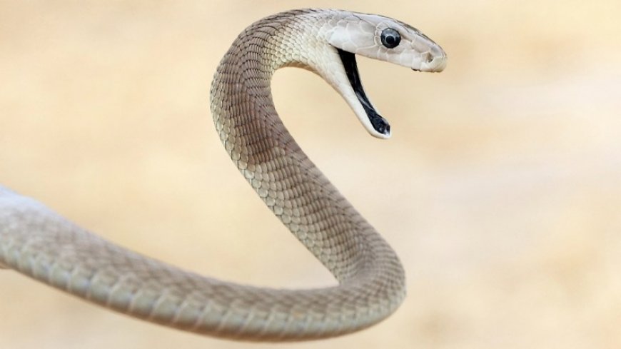 Snake venom toxins can be neutralized by a new synthetic antibody