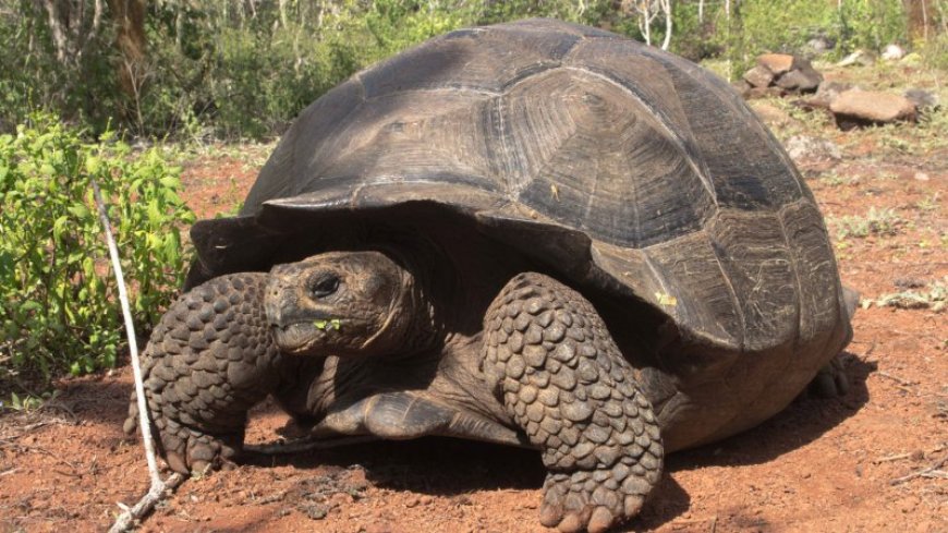 Giant tortoise migration in the Galápagos may be stymied by invasive trees