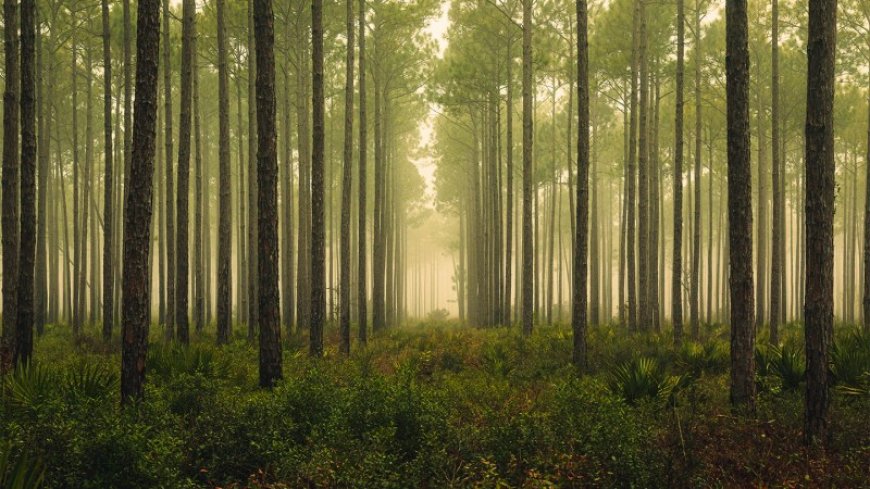 Forests might serve as enormous neutrino detectors 