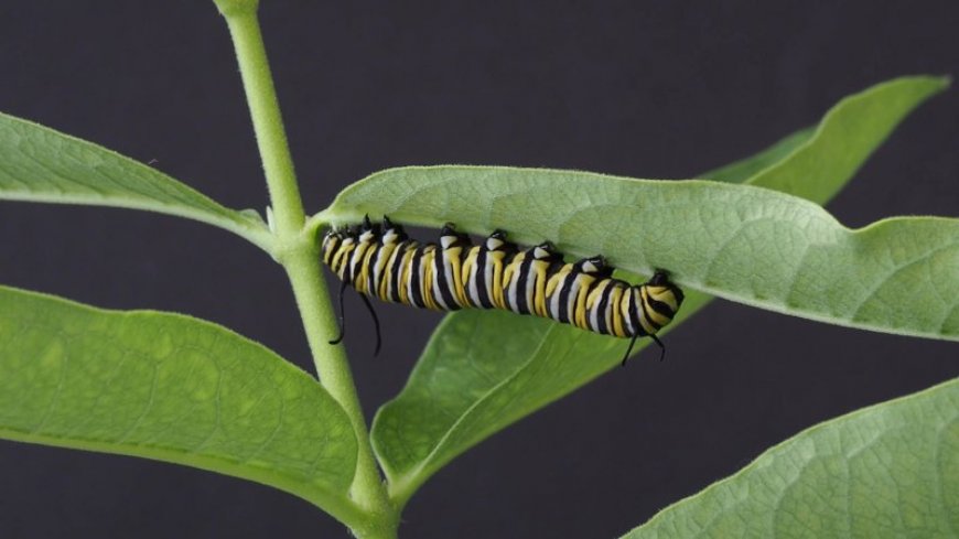 Big monarch caterpillars don’t avoid toxic milkweed goo. They binge on it
