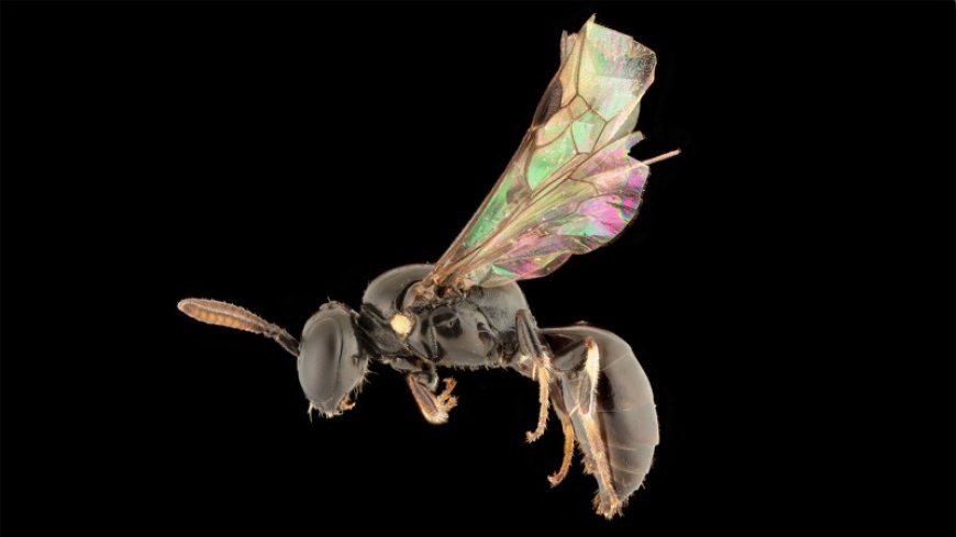 A decades-old mystery has been solved with the help of newfound bee species