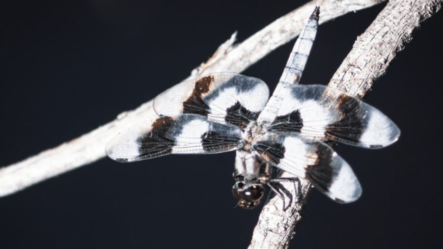 Male dragonflies’ wax coats might protect them against a warming climate