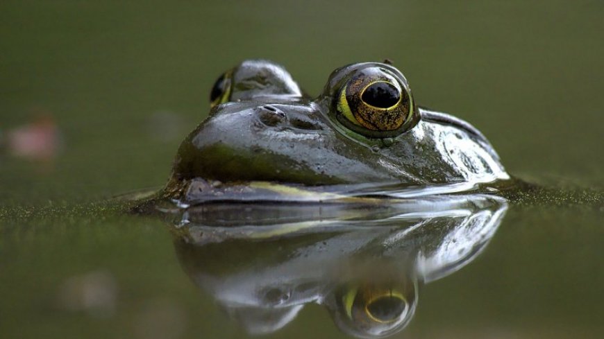 American bullfrogs may be threatening a rare frog species in Brazil