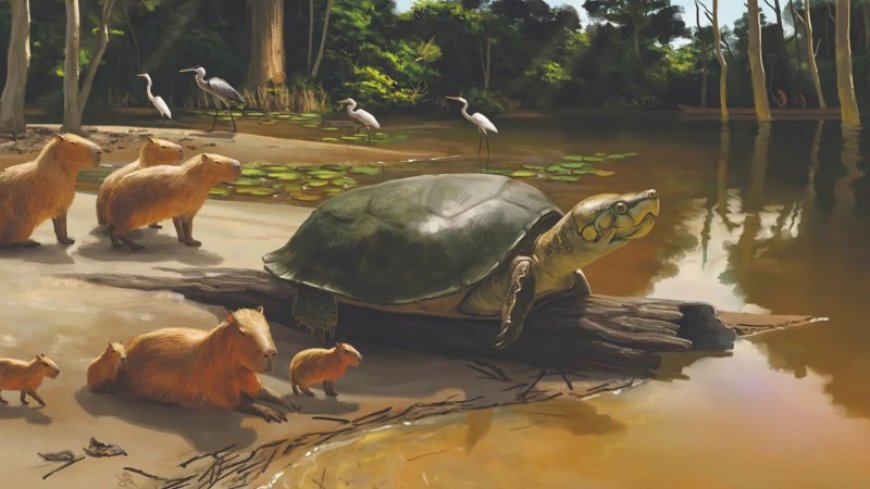 An extinct sofa-sized turtle may have lived alongside humans