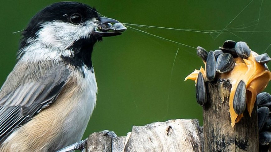 Chickadees use memory ‘bar codes’ to find their hidden food stashes