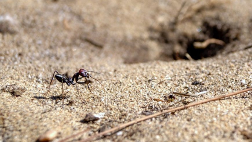 Here’s how magnetic fields shape desert ants’ brains