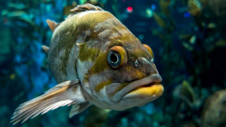 Eavesdropping on fish could help us keep better tabs on underwater worlds
