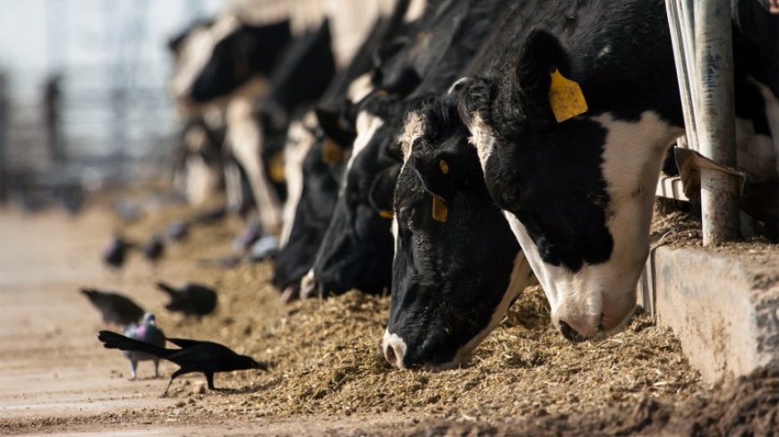 Bird flu has infected a person after spreading to cows. Here’s what to know