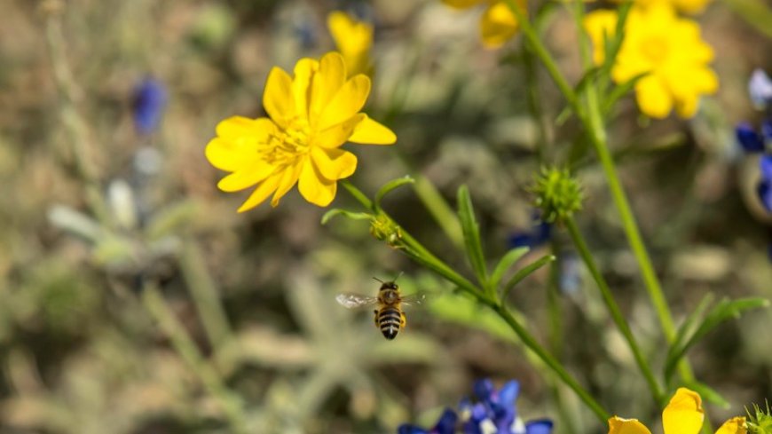 Flowers may be big antennas for bees’ electrical signals