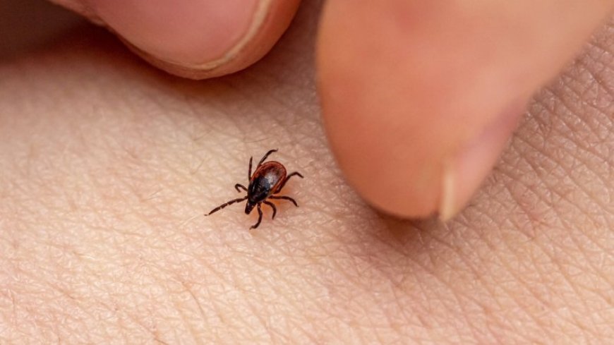 A protein found in sweat may protect people from Lyme disease