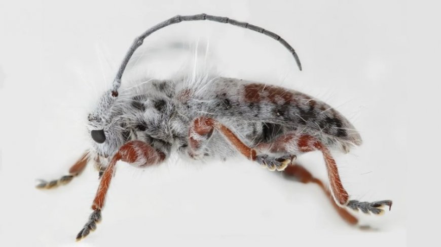 This newfound longhorn beetle species is unusually fluffy