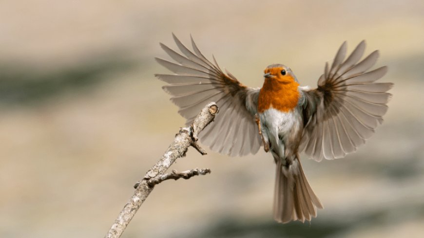50 years ago, scientists wondered how birds find their way home
