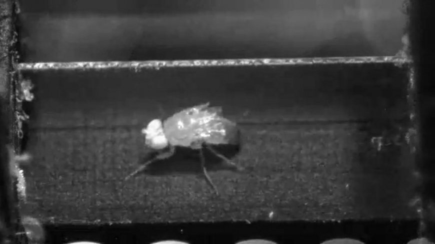 Tiny treadmills show how fruit flies walk