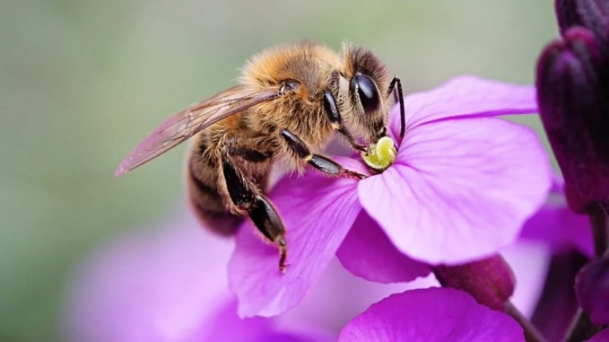 A vaccine for bees has an unexpected effect
