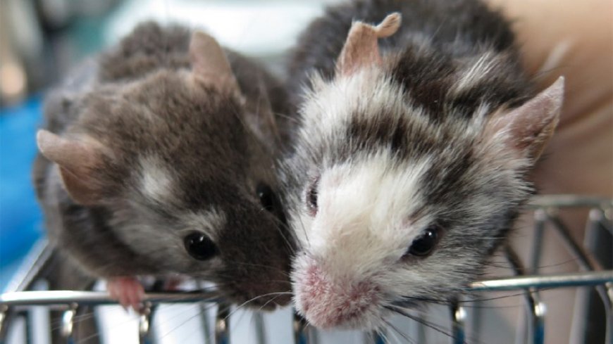Rat cells grew in mice brains, and helped sniff out cookies