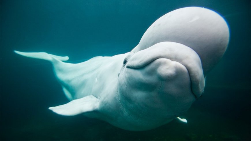 Belugas may communicate by warping a blob of forehead fat
