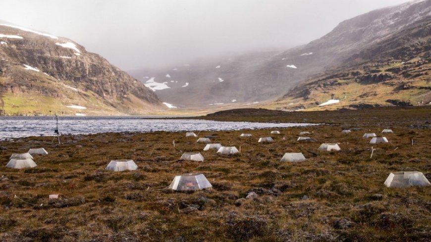 As the Arctic tundra warms, soil microbes likely will ramp up CO2 production