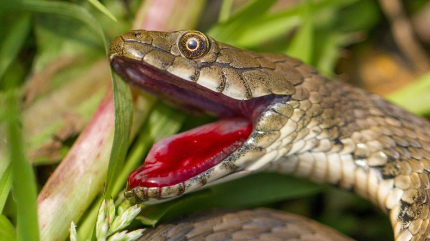 This snake goes to extremes to play dead — and it appears to pay off