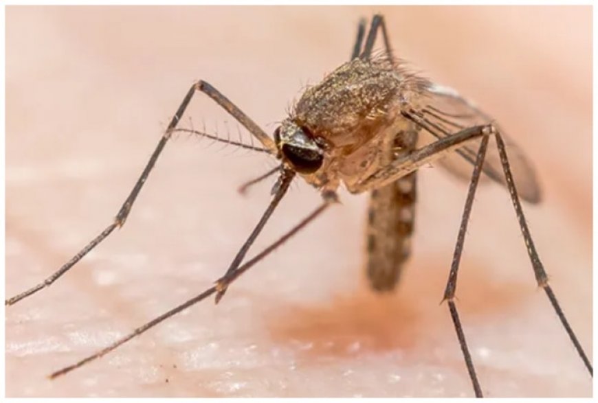 West Nile Fever In Kerala: 3 Districts On High Alert, State Issues Advisory On Mosquito-Control Measures