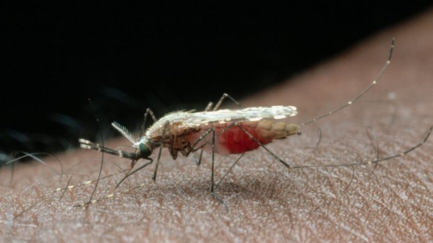 Getting wild mosquitoes back to the lab alive takes a custom backpack