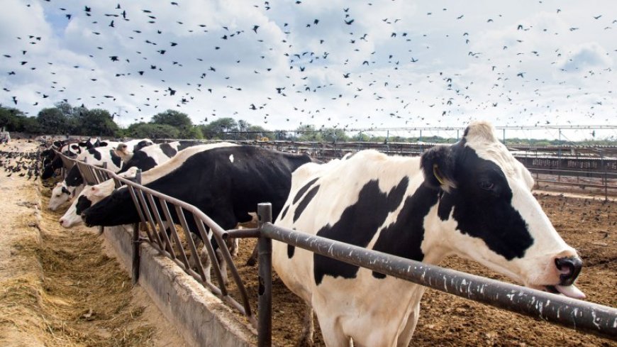 Genetic analyses of the bird flu virus unveil its evolution and potential