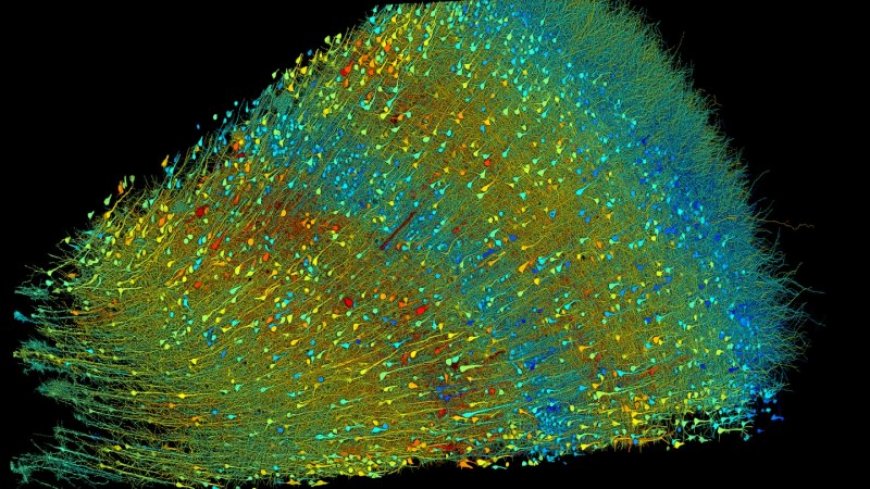Biological puzzles abound in an up-close look at a human brain