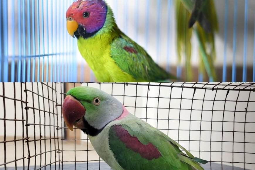 World Parrot Day: Highlighting Threats Faced By Parakeets And How They Are Being Addressed