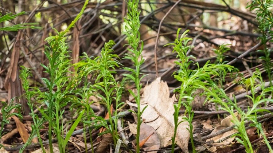 The largest known genome belongs to a tiny fern