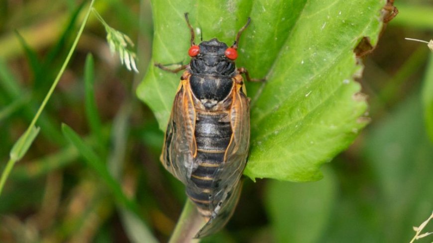 It’s a big year for cicadas. Here’s what to know about this year’s emergence