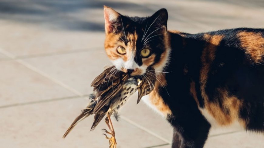 Bird flu can infect cats. What does that mean for their people?