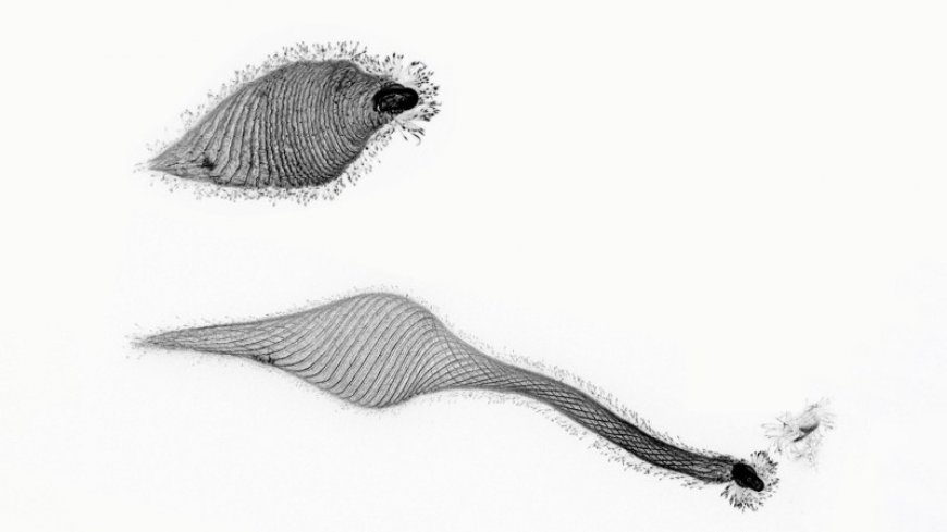 This protist unfolds its ‘neck’ up to 30 times its body length to scout prey