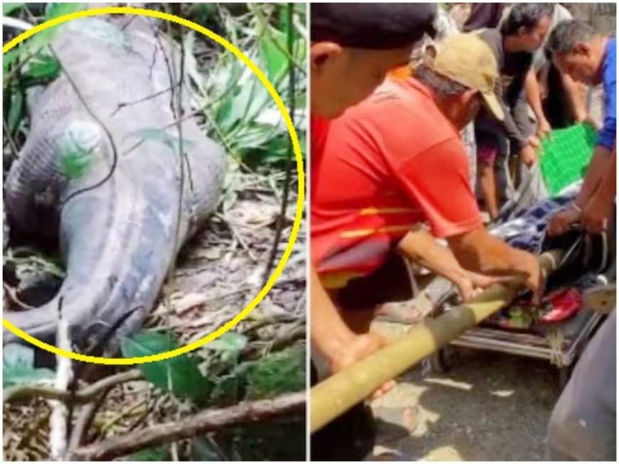 HORRIFIC! Missing Indonesian Woman Found Dead Inside Python