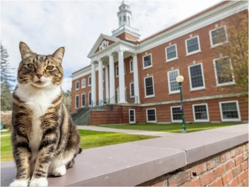 Whiskers and Wisdom: Meet Max, World’s Only Cat with a PhD