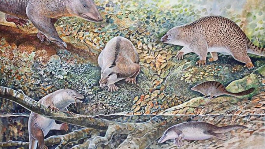 ‘Echidnapus’ hints at a lost age of egg-laying mammals