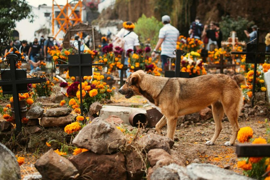 How much does pet cremation cost? From birds to large dogs