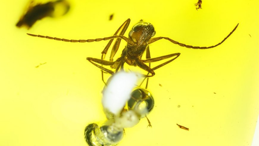 Early ants may have had complex social lives, fossil data suggests