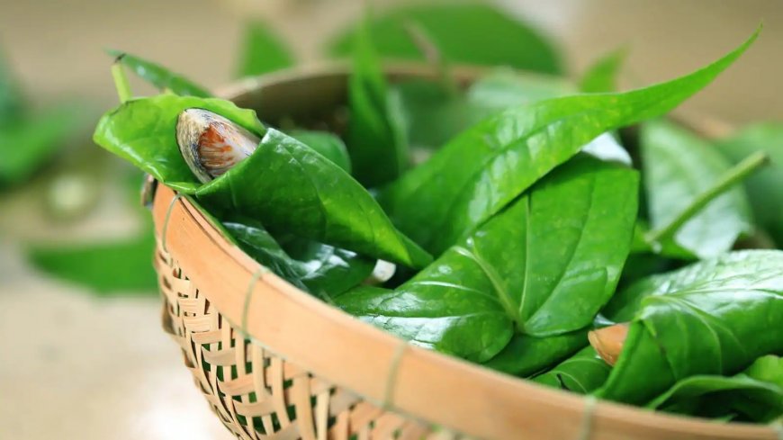 Betel Leaf: Why is it Recommended to Chew Paan Post Meals? 5 Benefits to Know