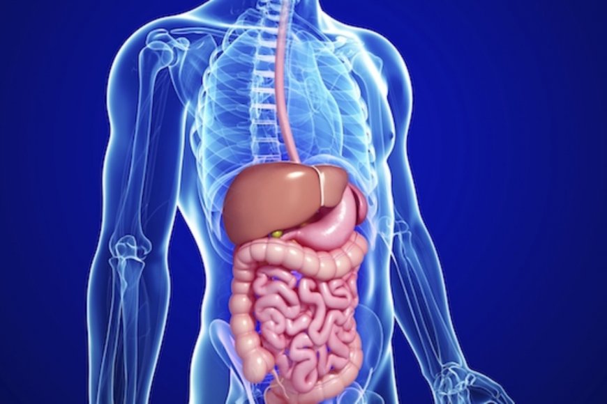 Study Suggests Relation Between Gut Microbiome And Neurodegenerative Diseases