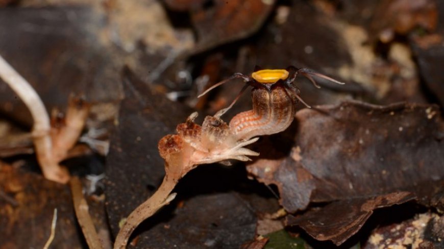 This tentacled, parasitic ‘fairy lantern’ plant is new to science