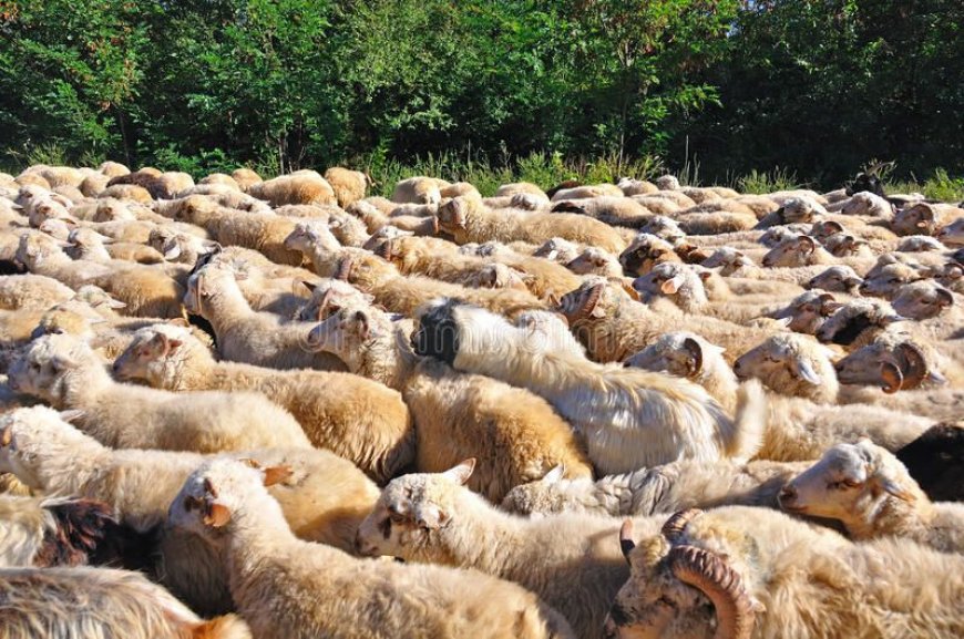 Telangana Sheep Distribution ‘Scam’: What You Need to Know