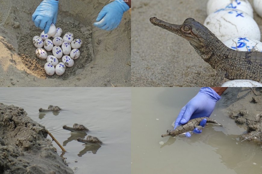 World Crocodile Day Celebrated With Birth Of 160 Critically Endangered Gharials Across Gandak River